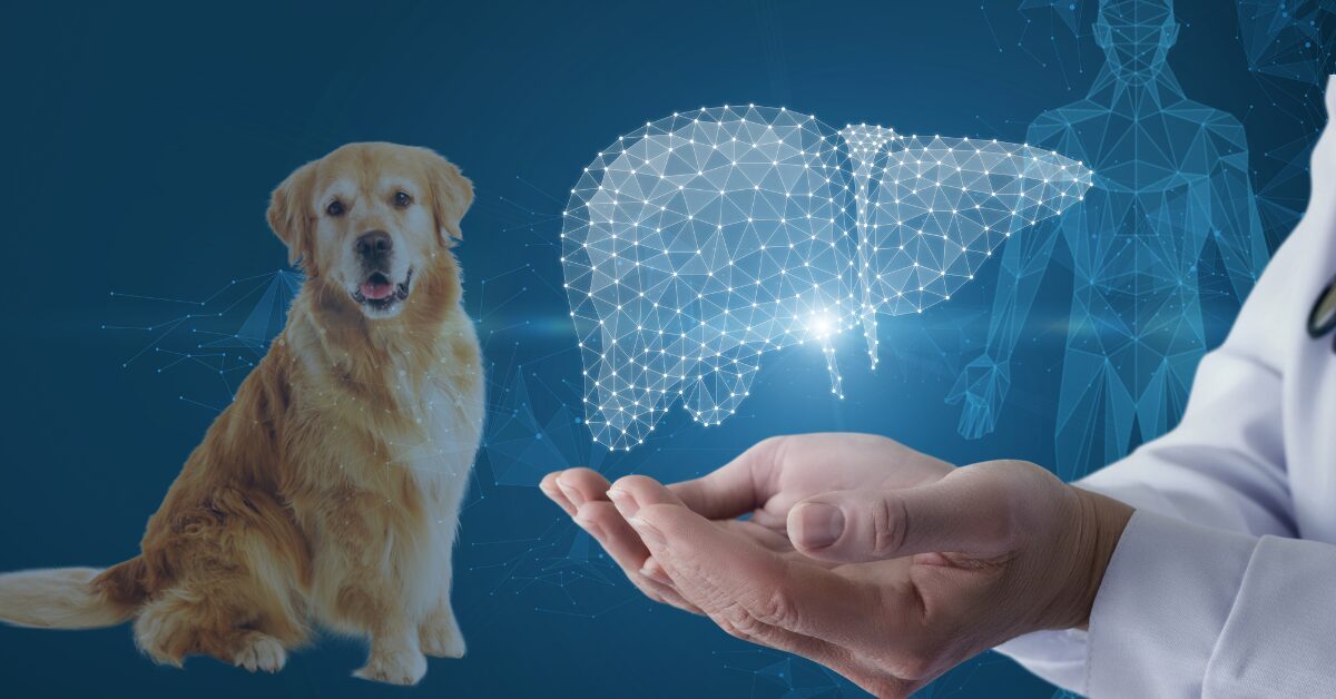 DOG AND A MAN HOLDING HOLOGRAPHIC IMAGE OF LIVER