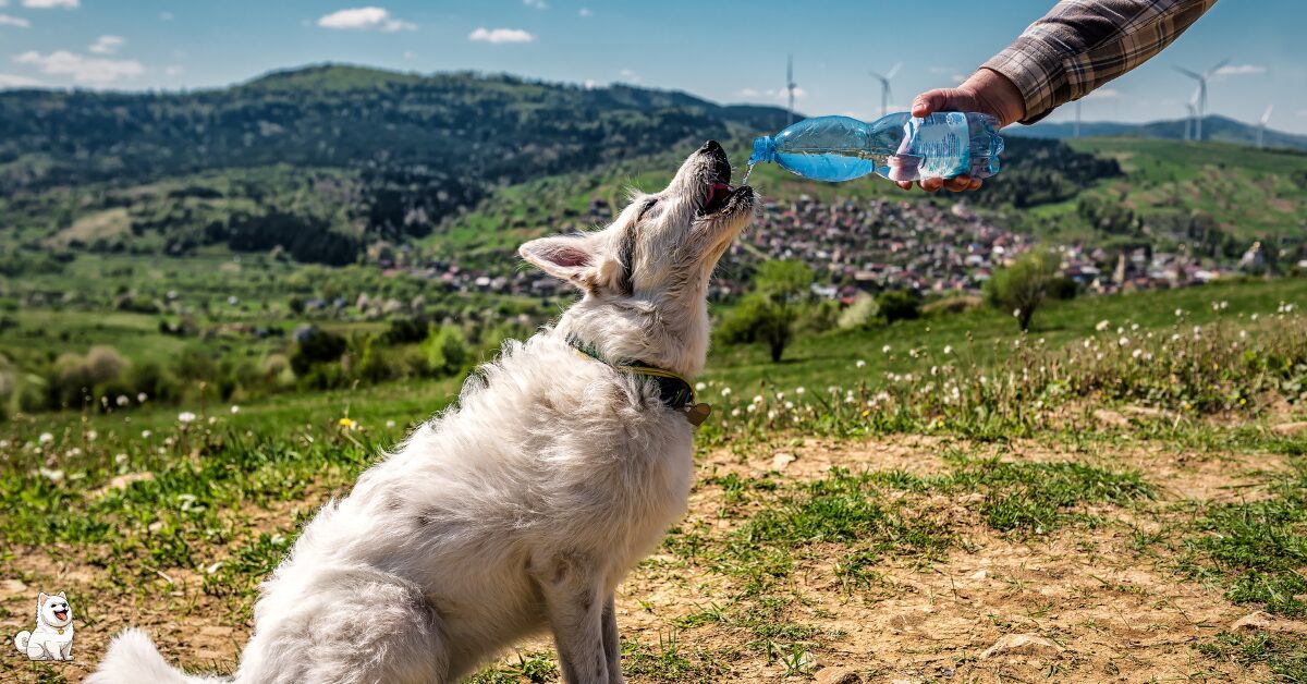 A WHITE DOG DRINKING WATER FROM BOTTLE