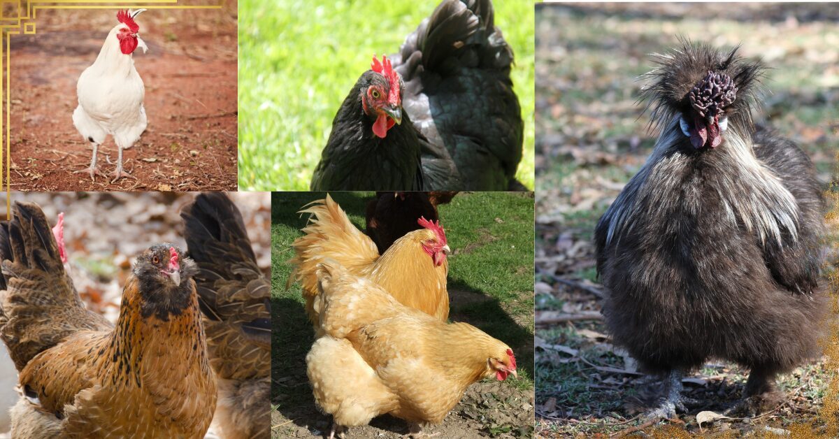 its a simple photo showing different types of chicken breed.