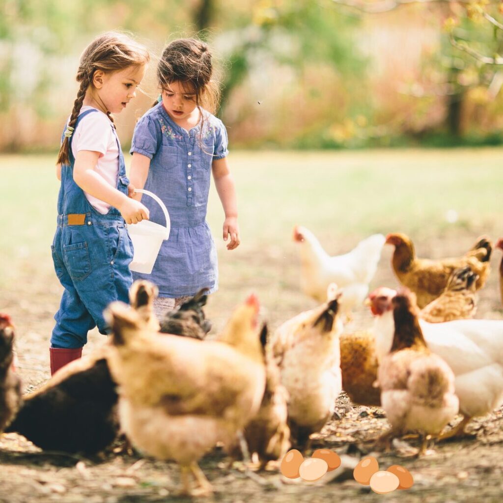 its a simple photo of kids feeding and raising chickens for eggs