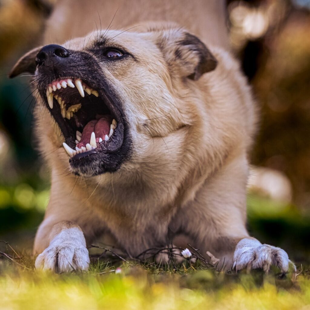 most aggressive dog breeds LOOKING VICIOUSLY AT PERSON BARRING HIST TEETH